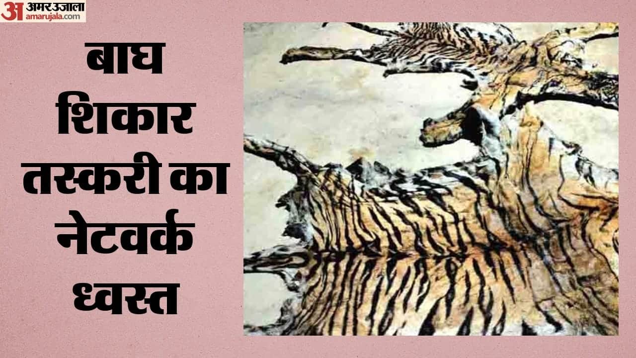 बाघ शिकार तस्करी का खुलासा