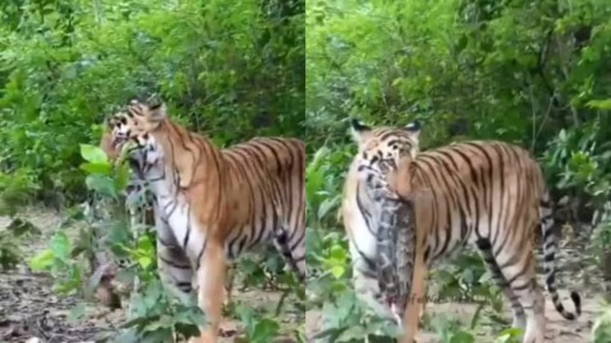 Tiger Vs Snake:टाइगर ने विशालकाय अजगर का किया शिकार, मुंह में दबाकर ...