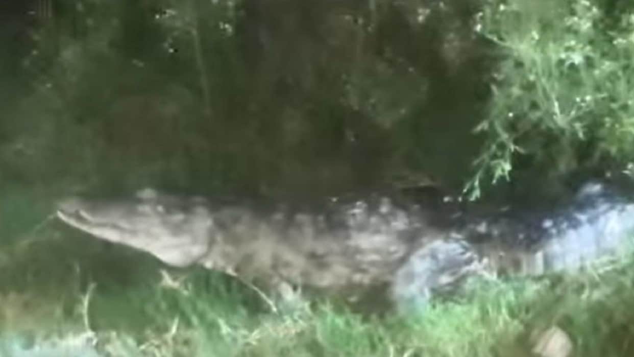 12-foot-long crocodile enters village graveyard panic spreads among villagers in Pilibhit
