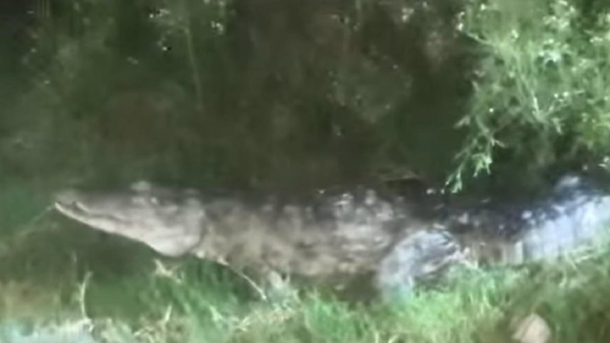 12-foot-long crocodile enters village graveyard panic spreads among villagers in Pilibhit