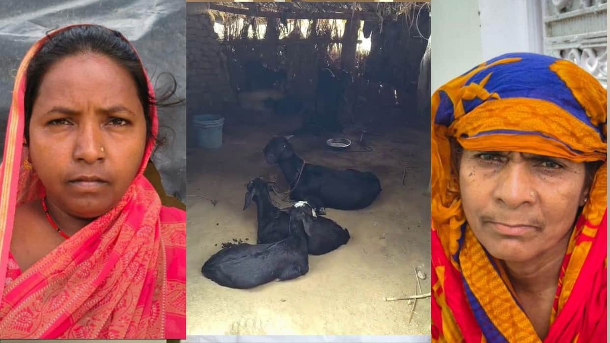 Goat subsidy scam in Maharajganj's Dhani block; goats delivered to homes without tagging.