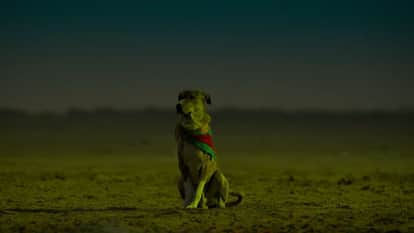 Ohh My Dog teaser release the tease show the nice story of relation between Dog and human
