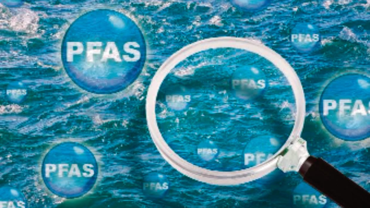 pfas-forever-chemicals-marine-pollution-whales-dolphins-environment