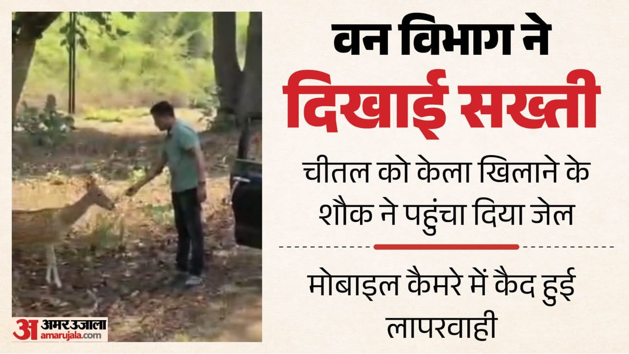 bandhavgarh-tiger-reserve-deer-feeding-viral-video-man-sent-to-jail
