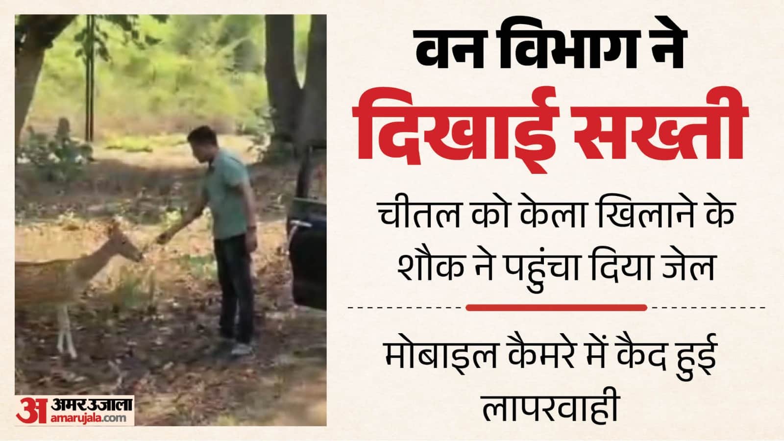 टाइगर रिजर्व में चीतल को केला खिलाते हुए अनूप।