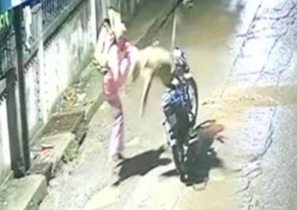 Indore News: Leopard scare in Indore's Bicholi Mardana area; delivery boy attacked.