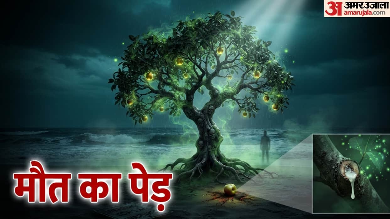 The tree that rains poison and causes blisters Why the Manchineel is called the The tree of death