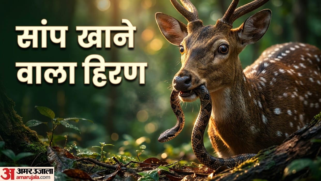 Viral Video deer eating snake rare wildlife video shocks social media users