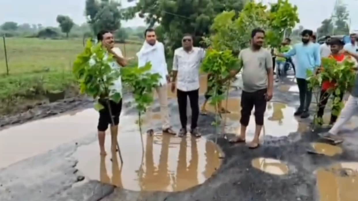 Omkareshwar: Farmers stage a unique protest by planting shameless saplings in dilapidated road and potholes