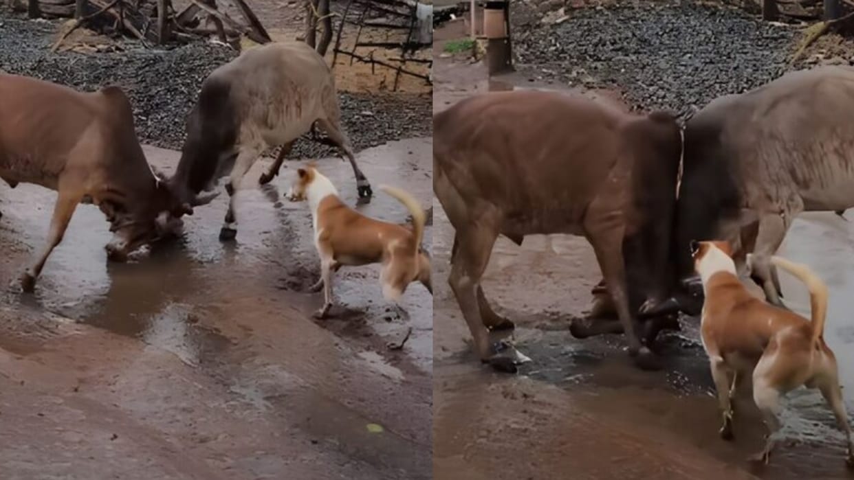 dog tries to stop two fighting bulls funny animal viral video