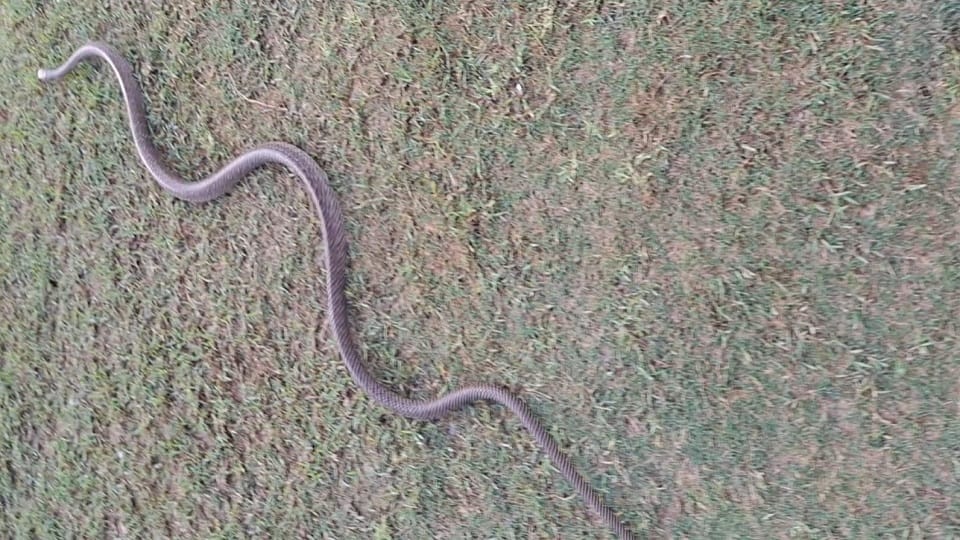 Bijnor: Seven-year-old girl bitten by a snake; family treated her for stomach pain