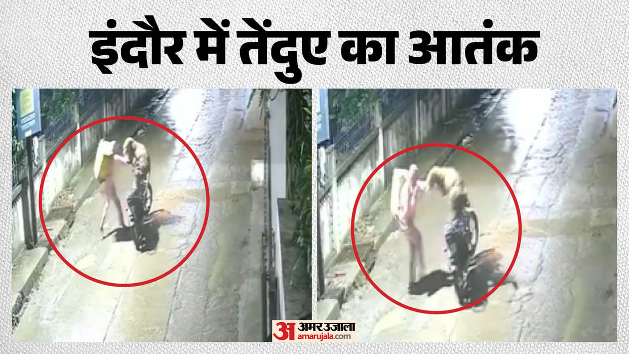 Indore News: Leopard scare in Indore's Bicholi Mardana area; delivery boy attacked.