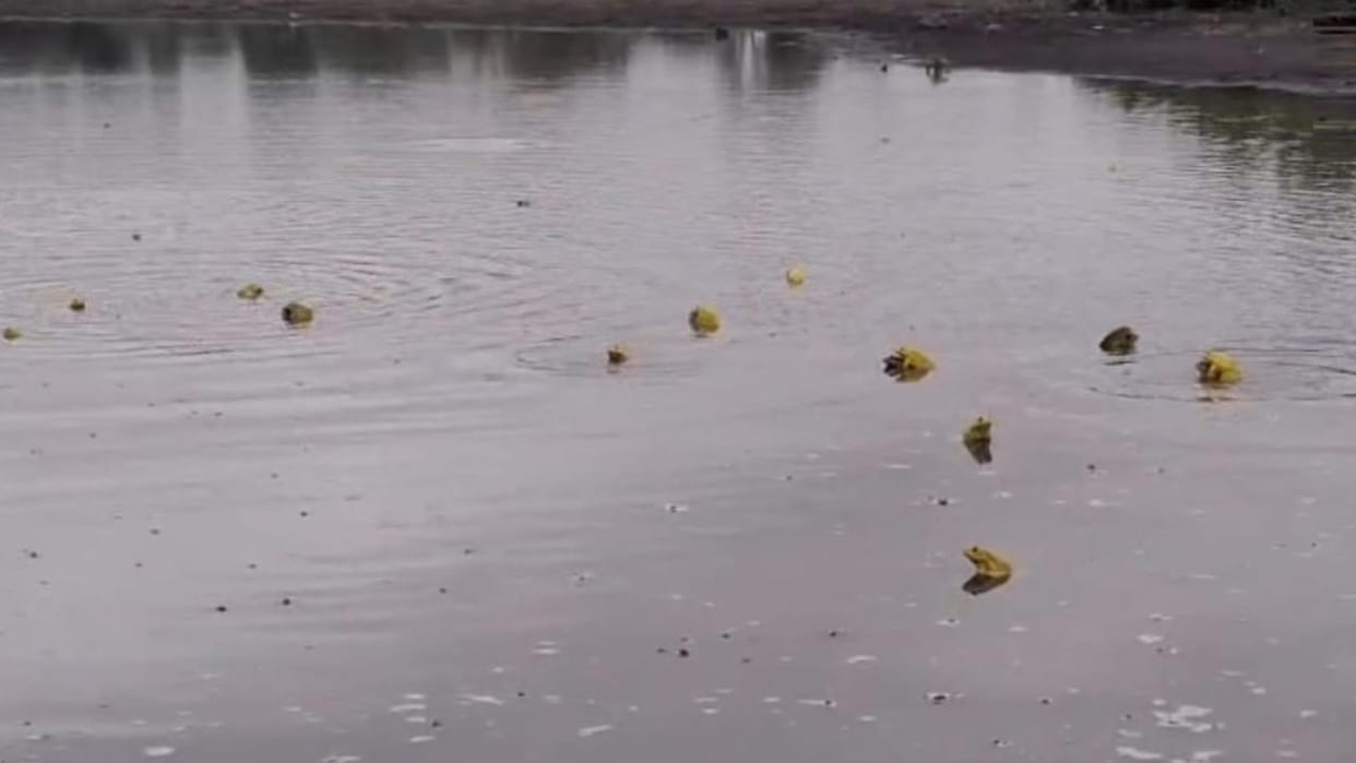 Jhansi: The collective croaking of yellow frogs fills the air after the rains