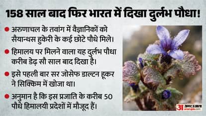 सैयान्थस हुकेरी