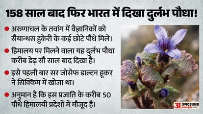 सैयान्थस हुकेरी