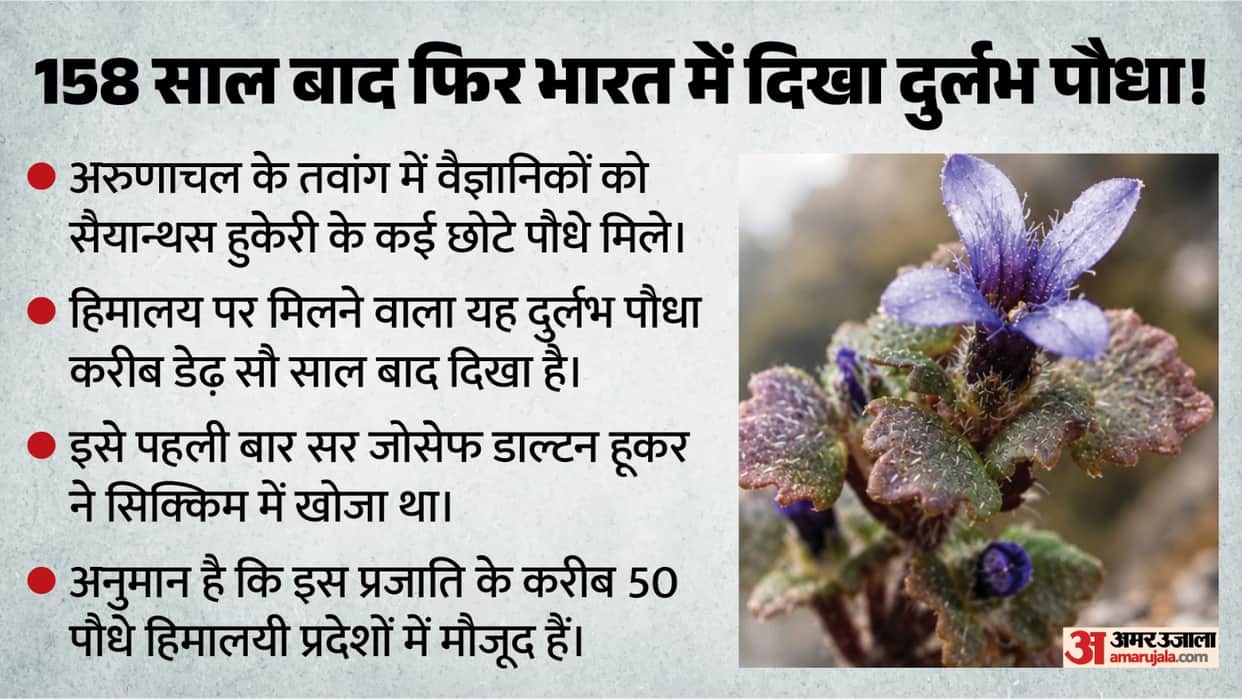 Rare Himalayan flowering plant recorded in Arunachal after 158 years