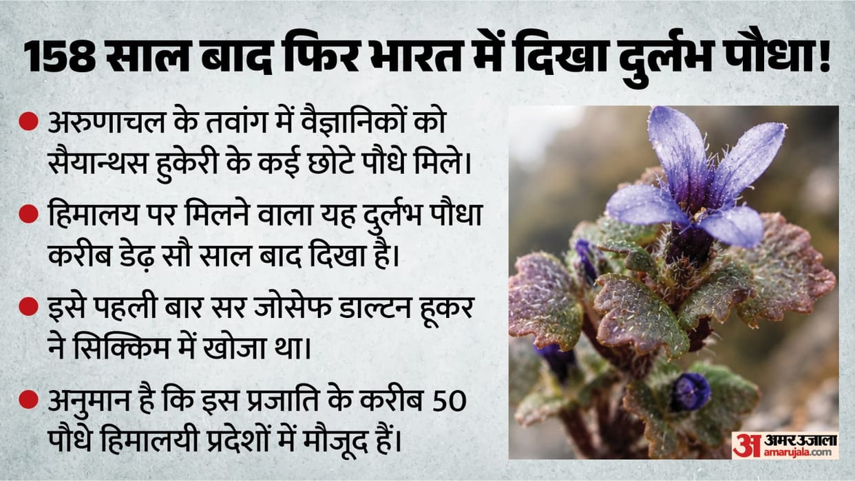 Rare Himalayan flowering plant recorded in Arunachal after 158 years