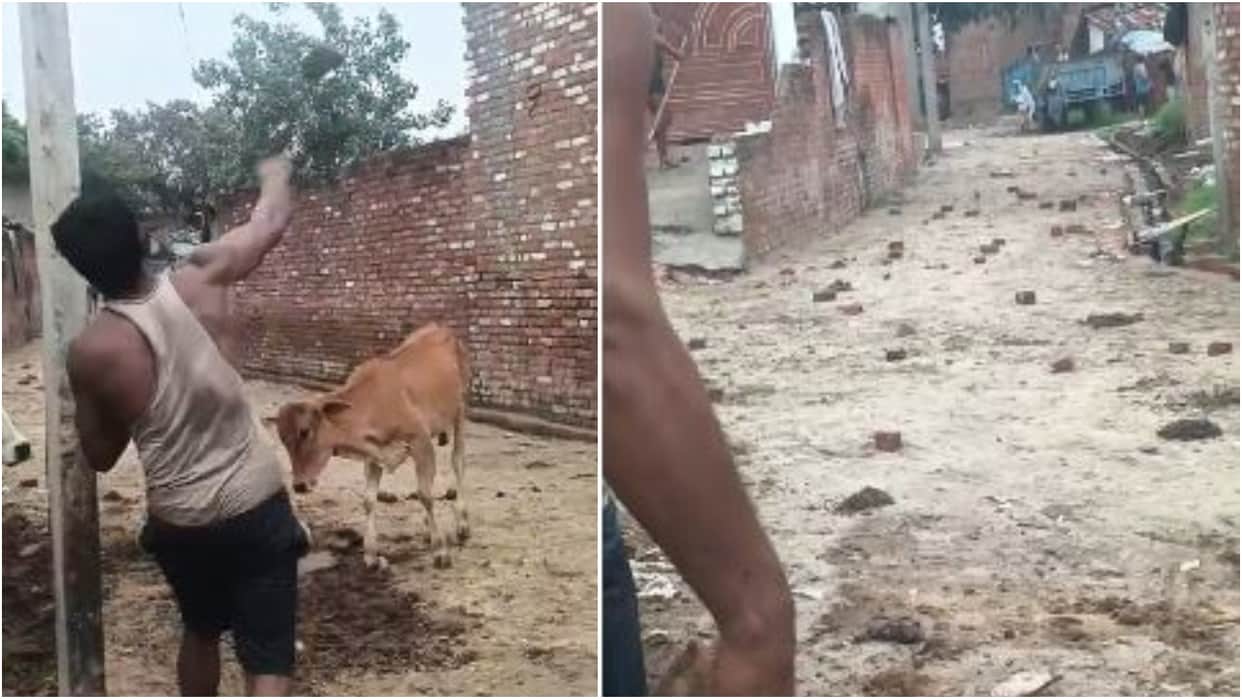 Two groups pelted stones over a buffalo entering a field