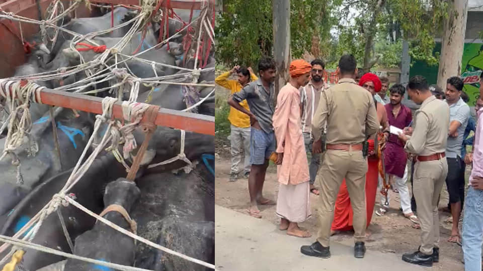 Unnao: Swami from Juna Akhara intercepts 31 cattle across five vehicles en route to a slaughterhouse
