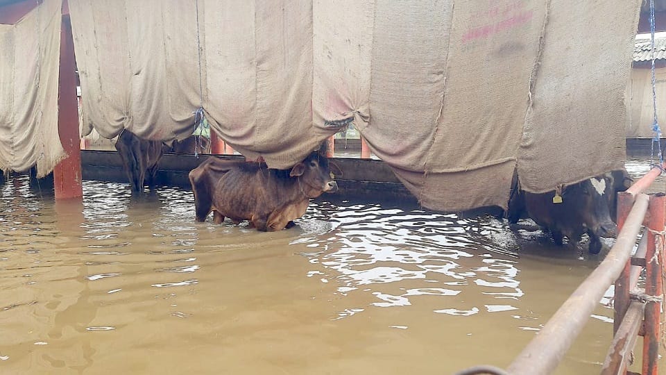 Havoc caused by rain: Direct connectivity between Bijnor and Meerut/Muzaffarnagar severed