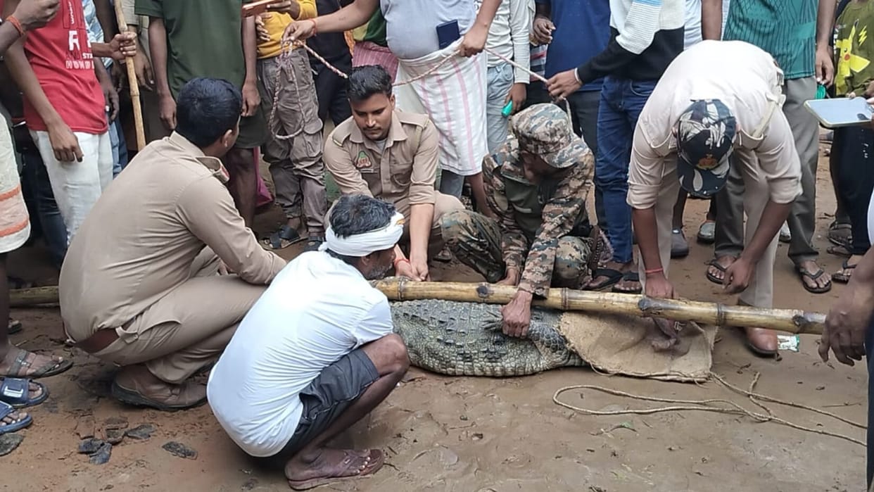 Seven-foot crocodile enters house released into Meja Reservoir in mirzapur