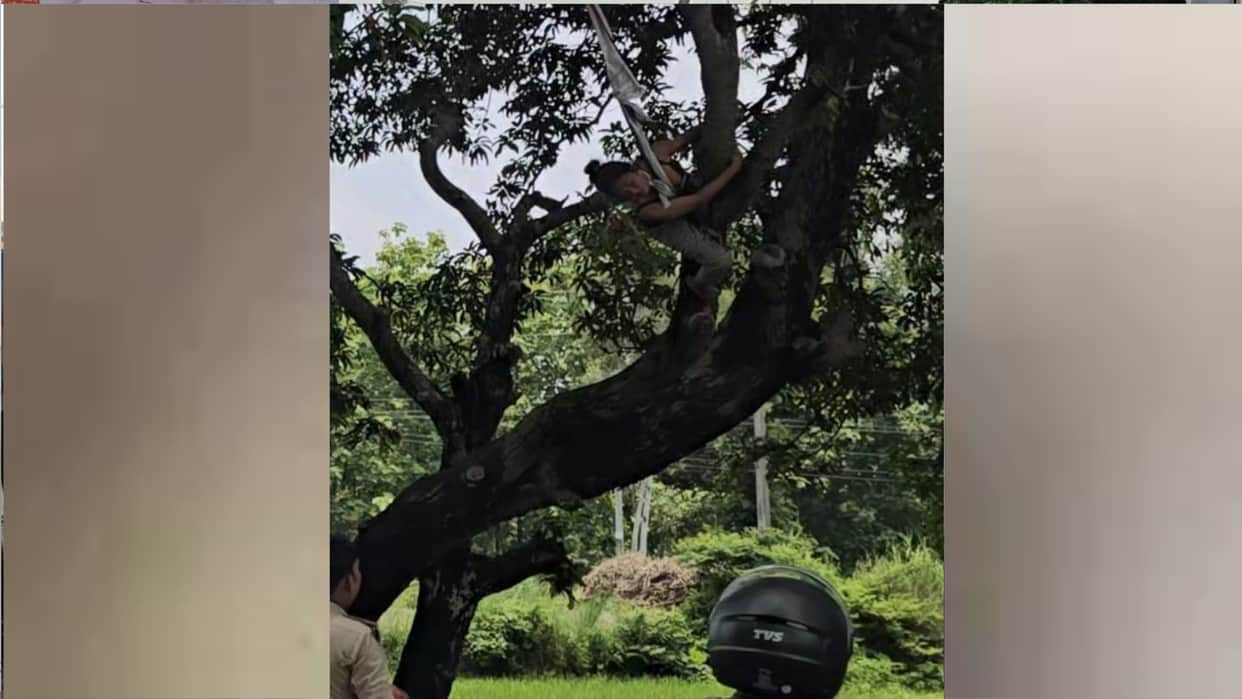 Inebriated Nepali woman climbs mango tree in Maharajganj, refuses to come down; chaos ensues.