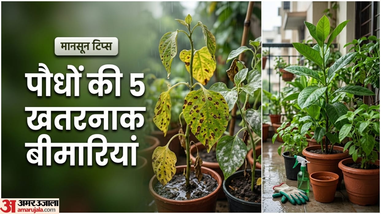 Monsoon Gardening Tips Plants Diseases in Rainy Season Barish me paudhon ki dekhbhal