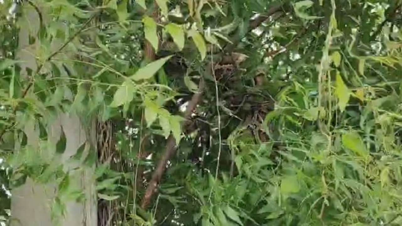 पेड़ पर लिपटा अजगर