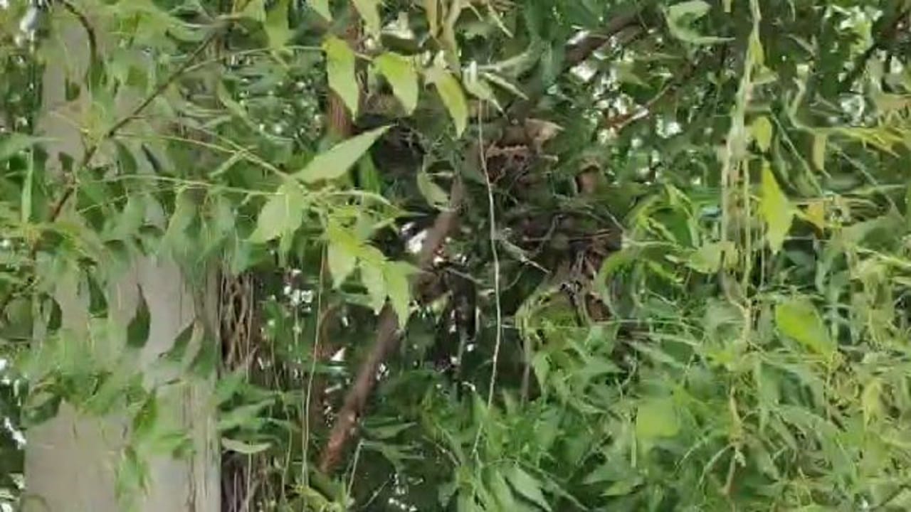 पेड़ पर लिपटा अजगर