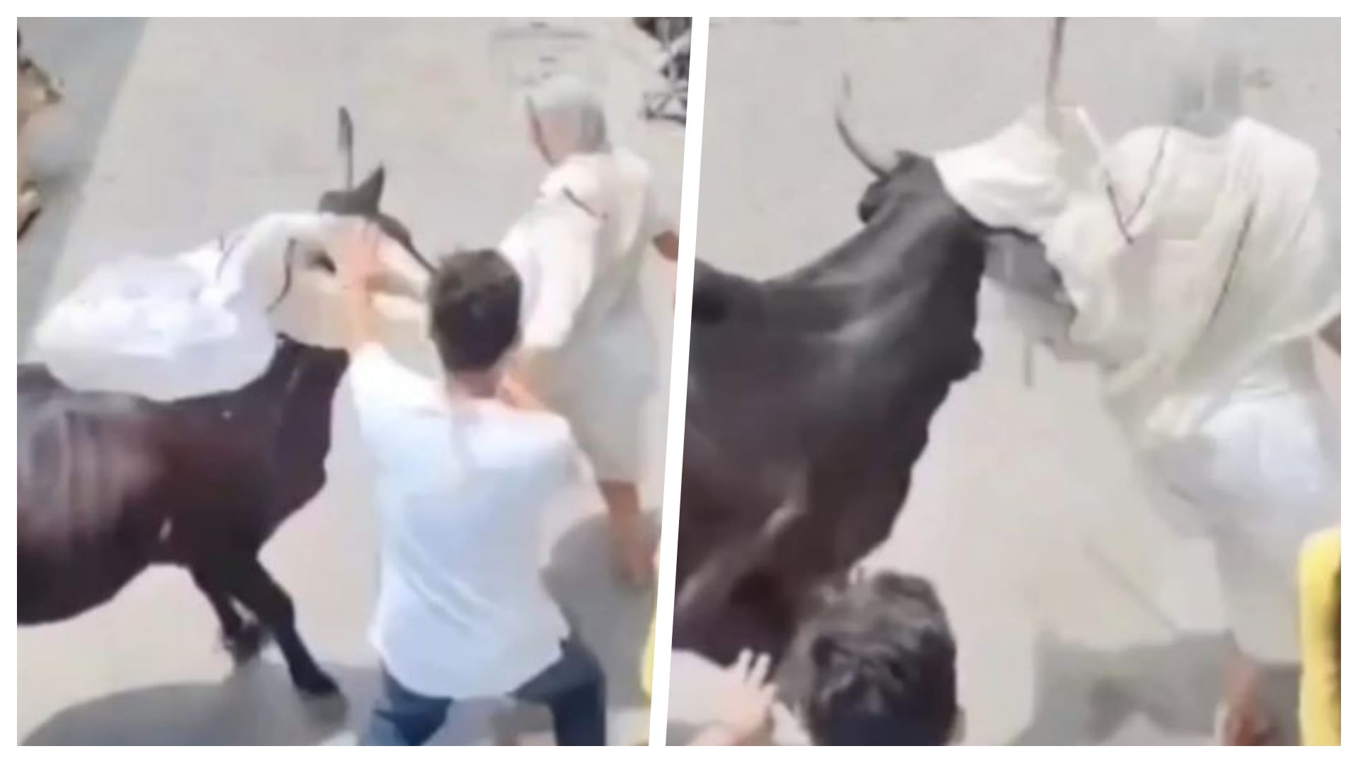 जैन साध्वी पर झपटा आवारा मवेशी