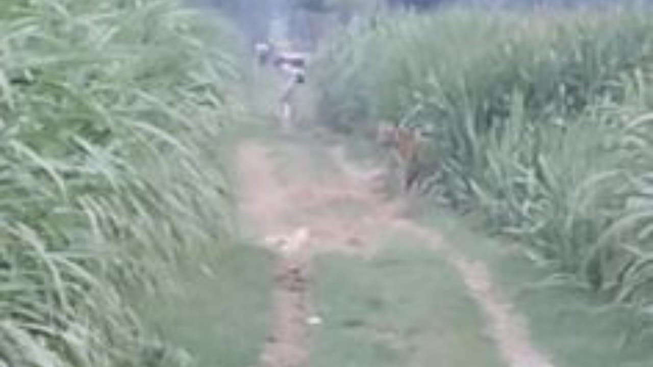 बाघ