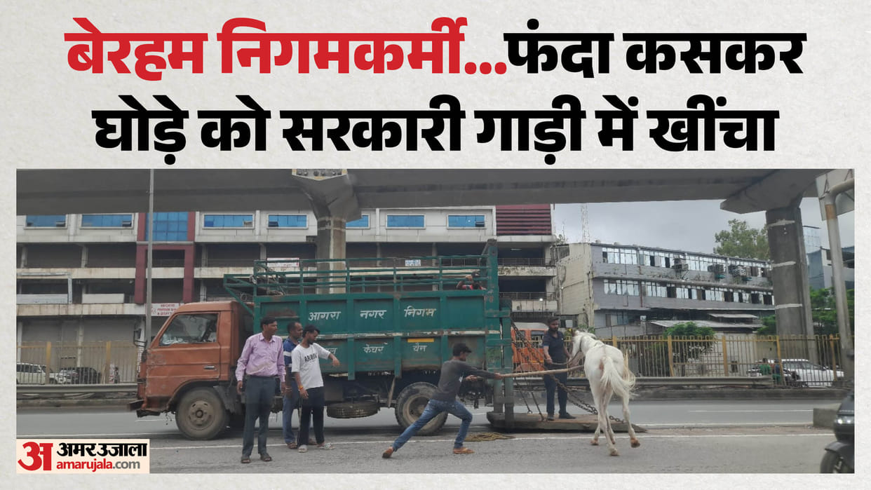 Agra Municipal Team Accused of Animal Cruelty as Stray Horse Collapses During Capture Drive