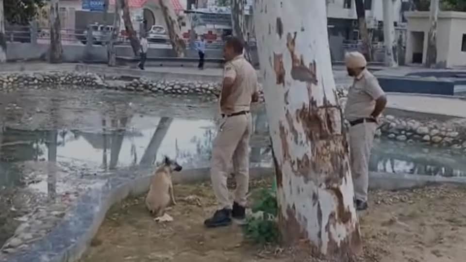 Body found being mauled by dogs at Kalpana Chawla Park in Tohana, Fatehabad.