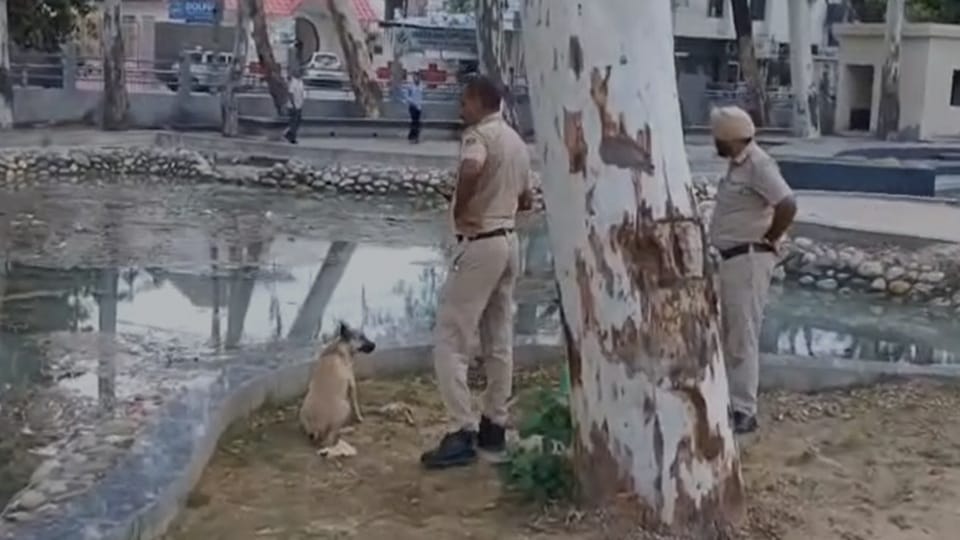 Body found being mauled by dogs at Kalpana Chawla Park in Tohana, Fatehabad.