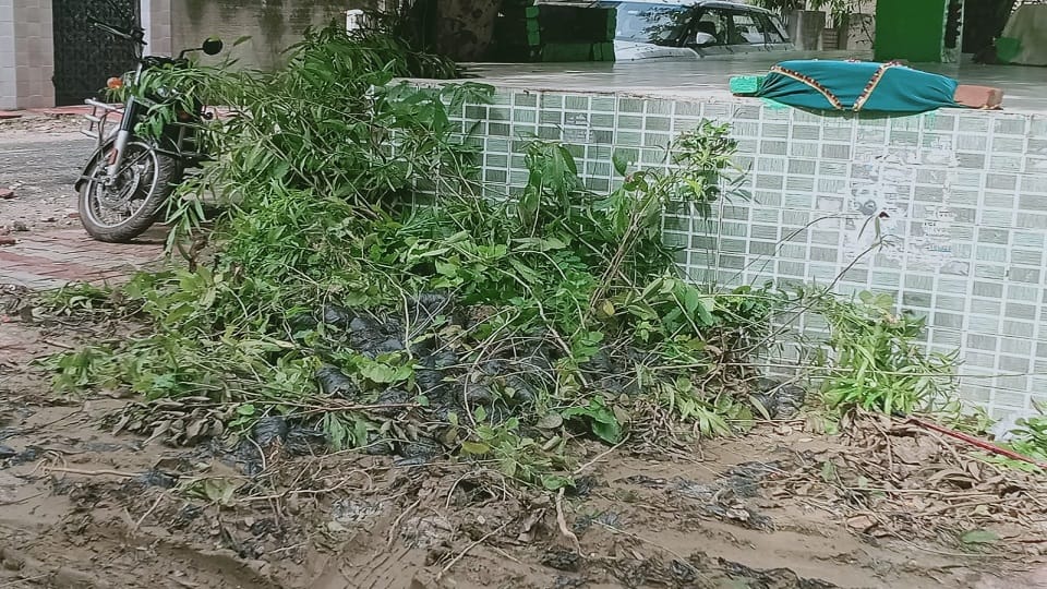 Hundreds of Saplings Crushed Outside BJP Office Before Plantation Drive