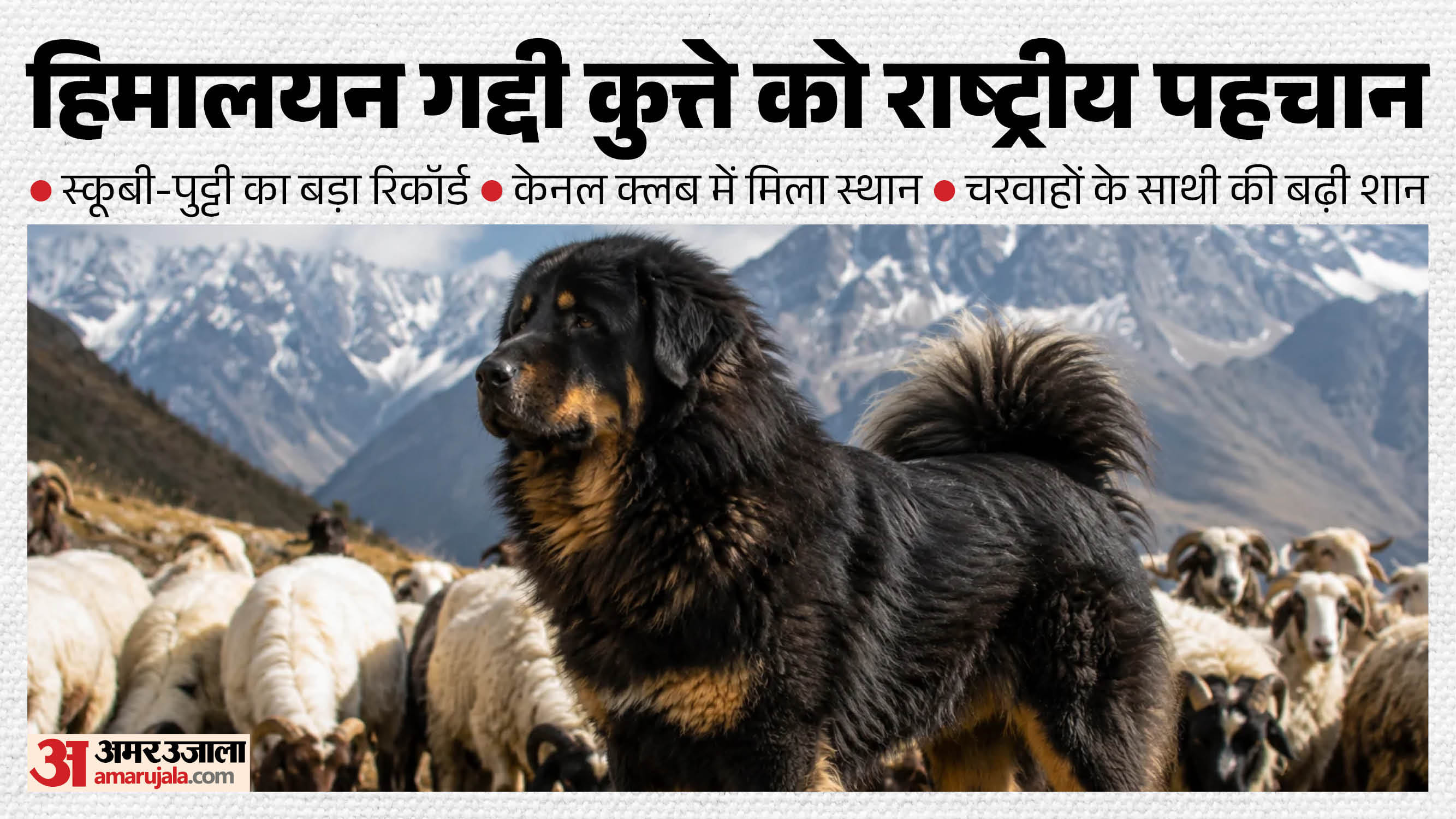 हिमाचलयन गद्दी कुत्ते को राष्ट्रीय पहचान।