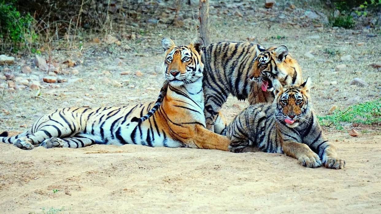 Ranthambore on High Alert: Tiger Reserve Strengthens Pilgrim Safety After Fatal Attacks
