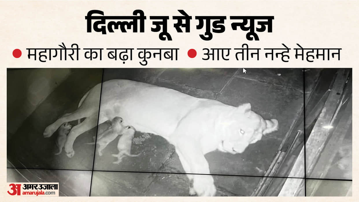 Lioness Mahagauri given birth to three healthy cubs at the Delhi Zoo