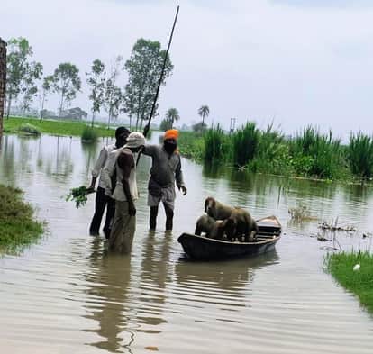 Meerut: 250 Goats Rescued from Flooded Area in Meerut Using Police Motorboat
