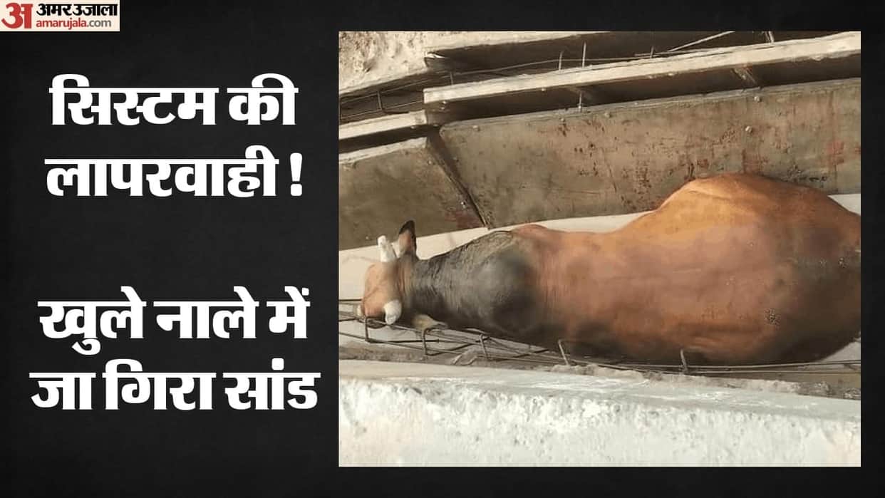 Cattle fell into drain under construction in Dasna