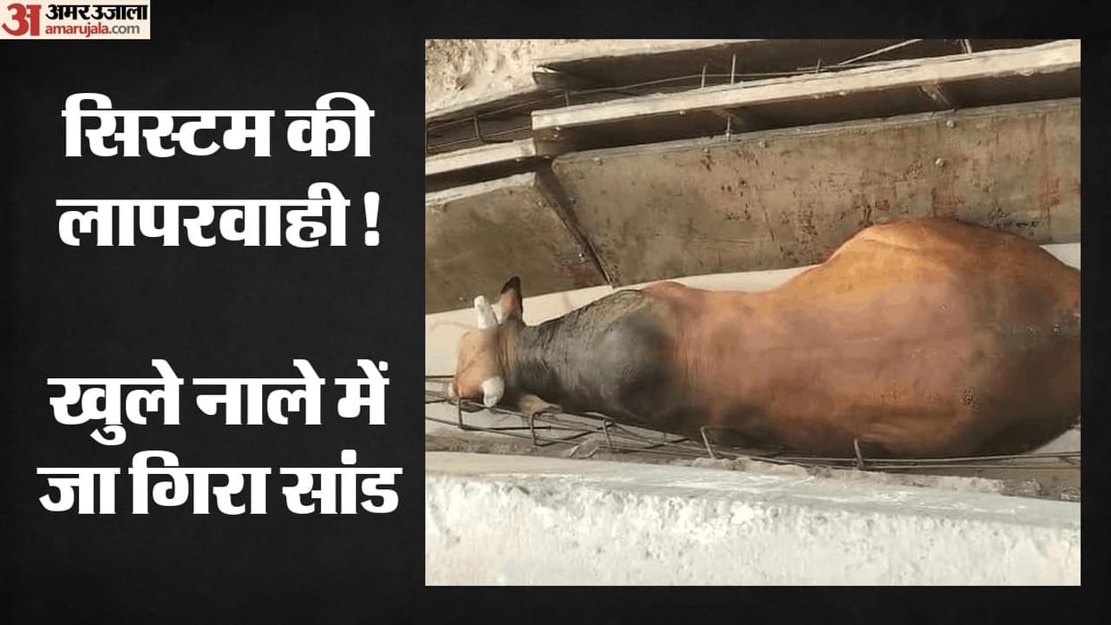 Cattle fell into drain under construction in Dasna