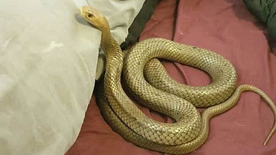 Chitrakoot: Two die of snakebite, woman hospitalized