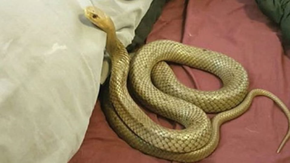 Chitrakoot: Two die of snakebite, woman hospitalized