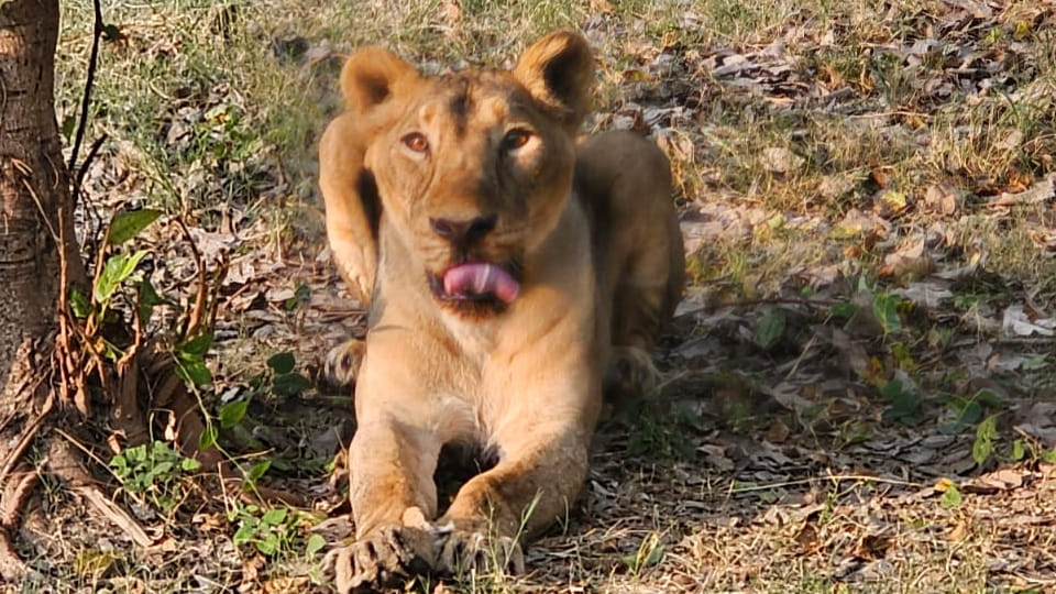 Etawah: Injured Safari Lioness Radhika’s Tail Amputated; Mathura Team Performs Procedure