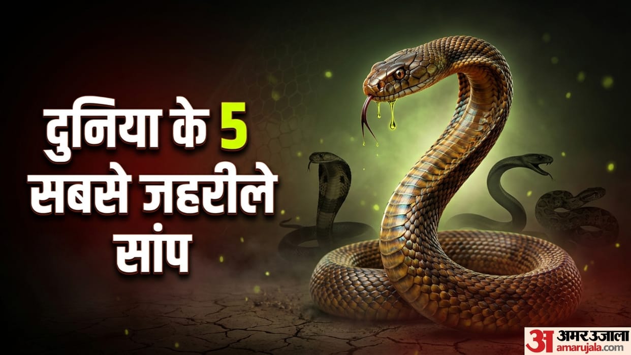 Inland Taipan Black Mamba To King Kobra 5 Deadliest Snakes In World