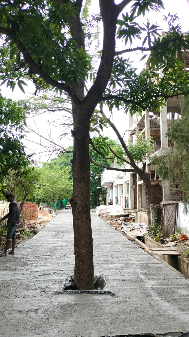 PWD's latest blunder in Bhopal: Tree left standing right in the middle of the road; residents fear accidents a