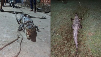 रेस्क्यू के बाद मगरमच्छ को छोड़ा गया