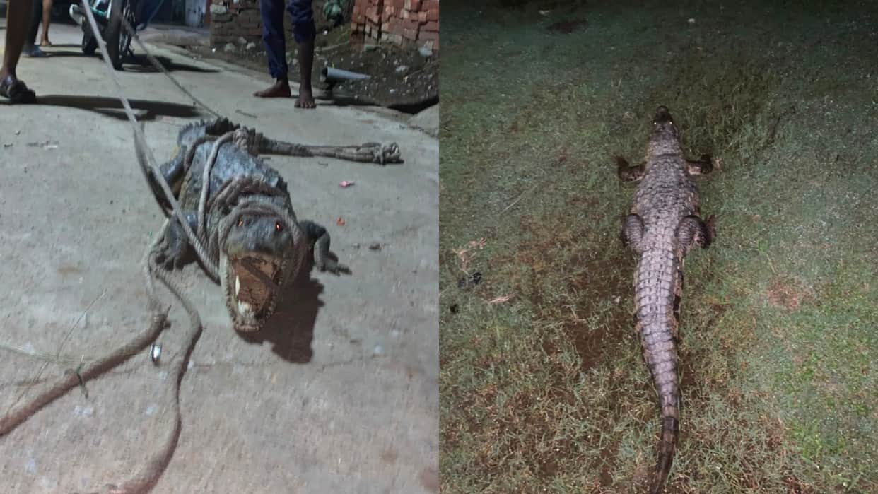Crocodile reaches road near house panic spreads among locals youth injured during rescue