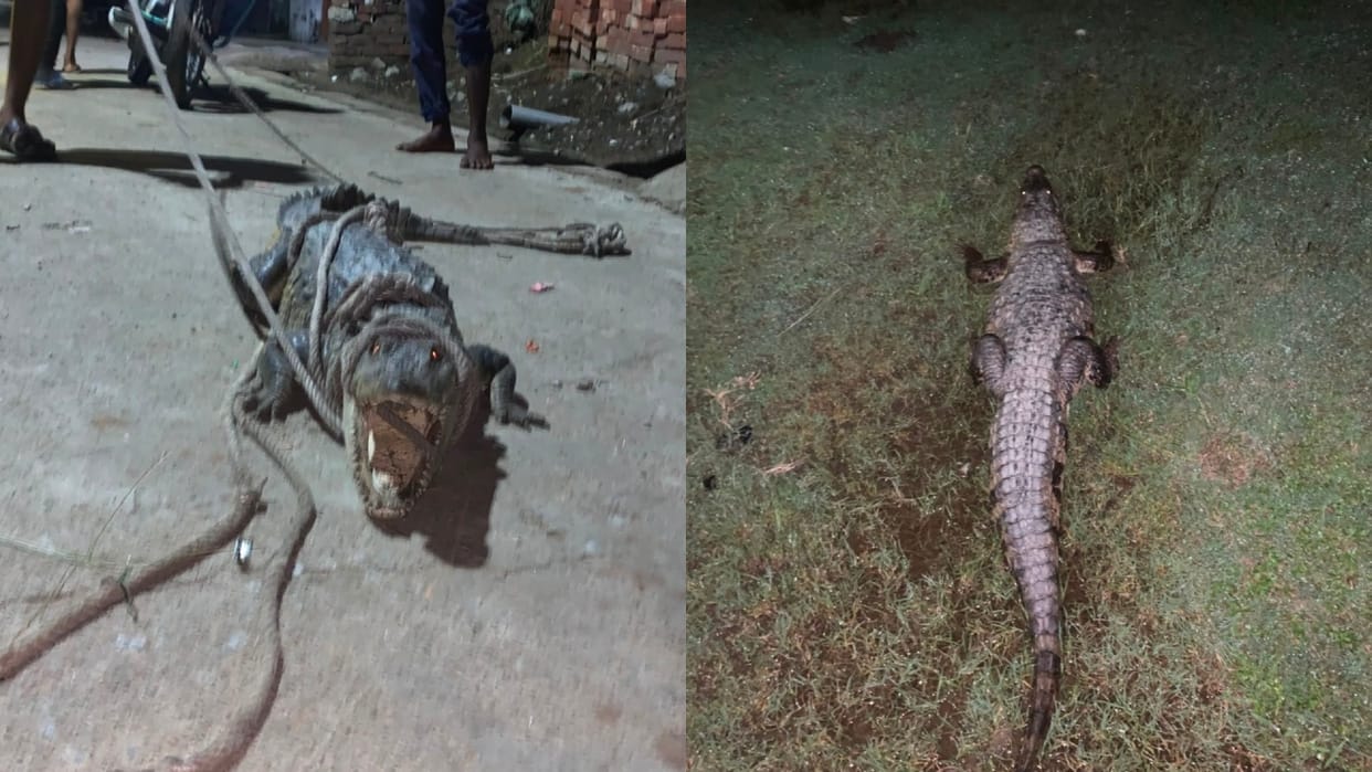 Crocodile reaches road near house panic spreads among locals youth injured during rescue