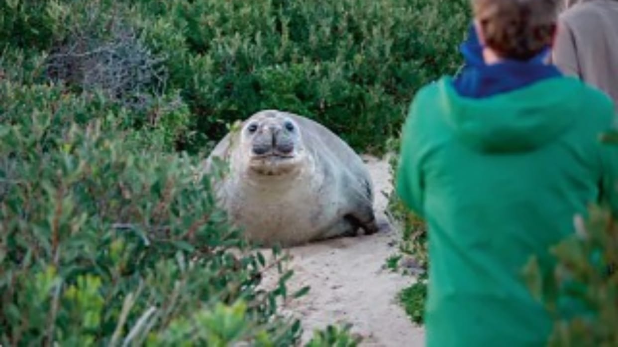 neil southern elephant seal tasmania australia wildlife 1000kg marine animal viral hindi news